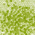 Бисер Япония TOHO 11/0 круглый 2 2.2 мм 50 г №0004Ф(F) салатовый матовый