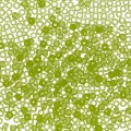№0004F салатовый матовый