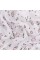 Ткань "PEPPY"   Ткань муслиновая   ФАСОВКА   EMBRACE   100\% хлопок   100 х  125 см  Shannon Fabrics emshooting star blush